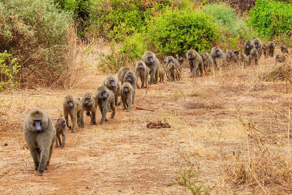 lake-manyara-03