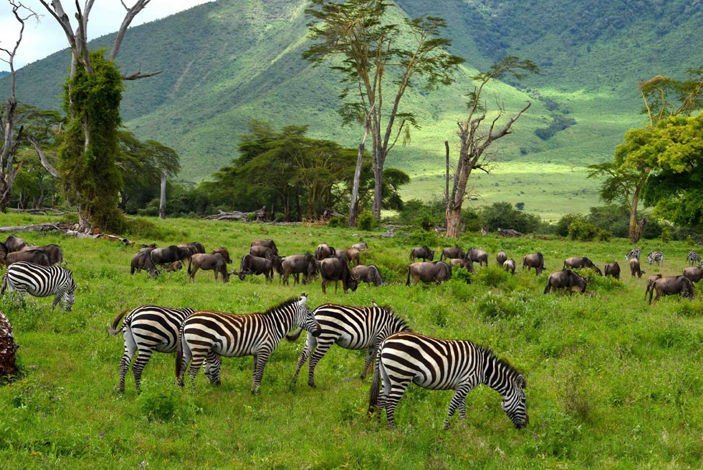 ngorongoro03