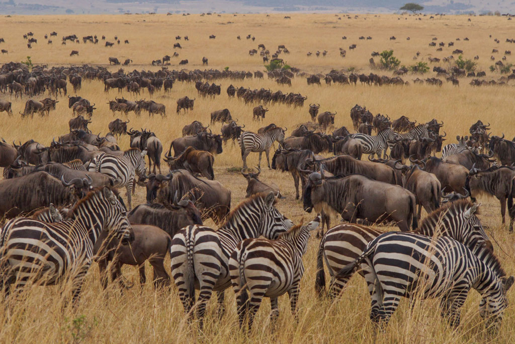 ngorongoro03