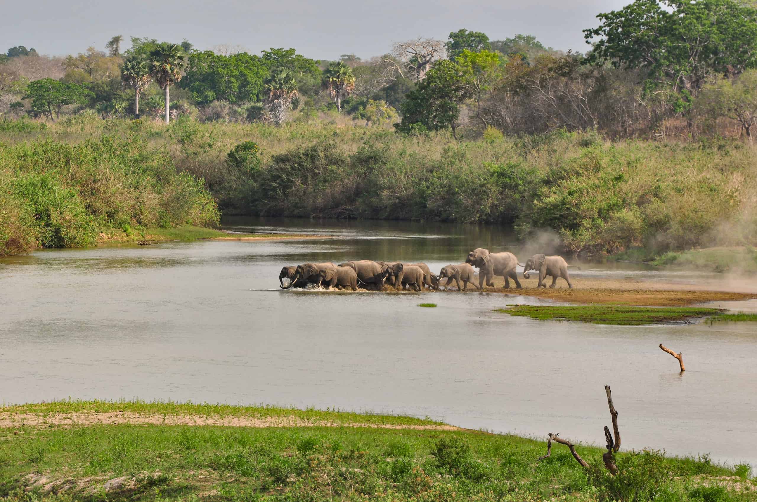 A herd of elephants crossing the river Rufiji , Selous National Park, Tanzania