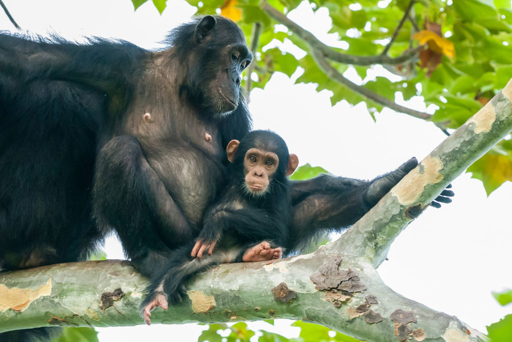 gombe-national-park01